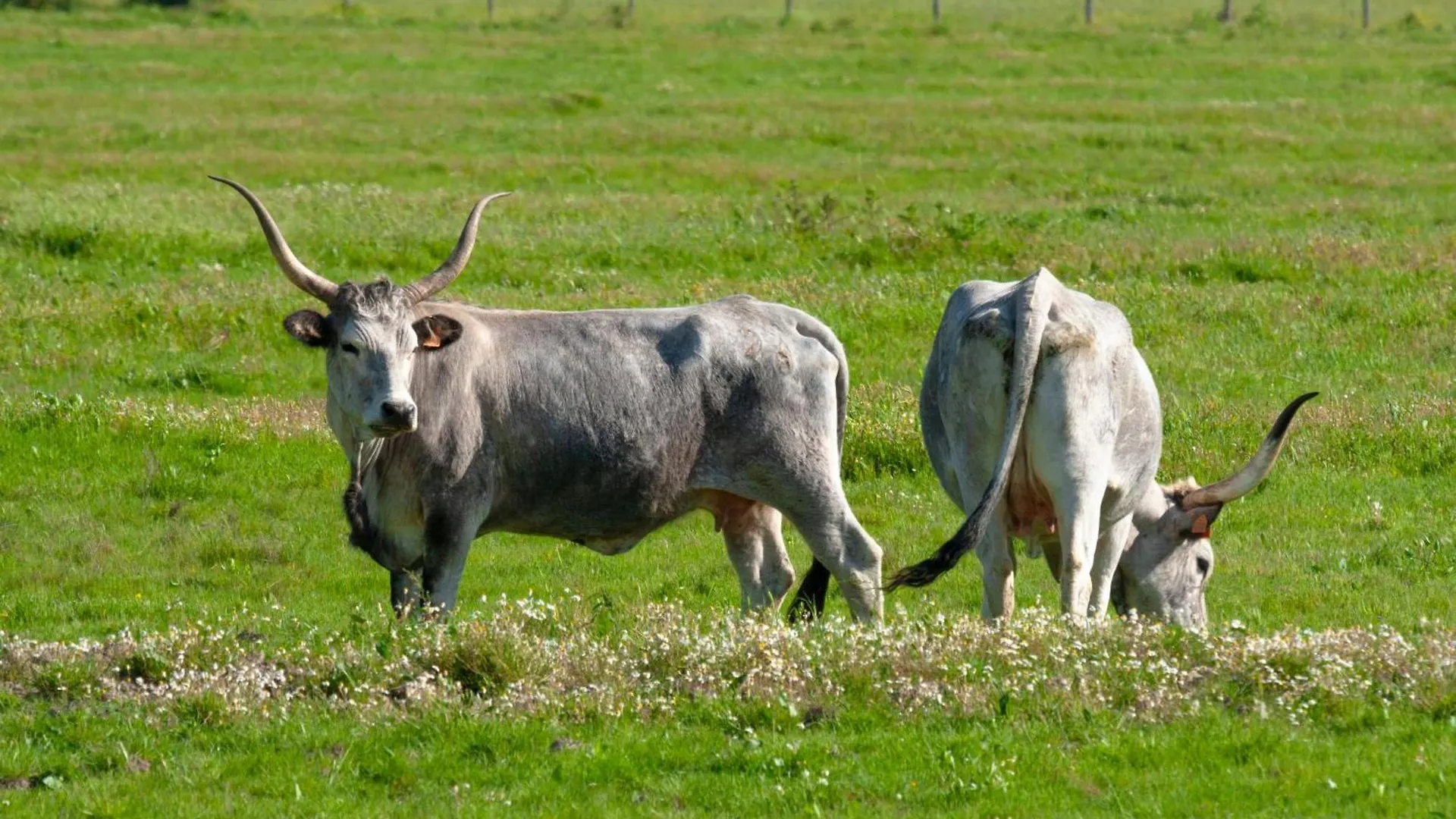 Agriturismo Al Vermigliano Alberese Alloggio per agriturismo